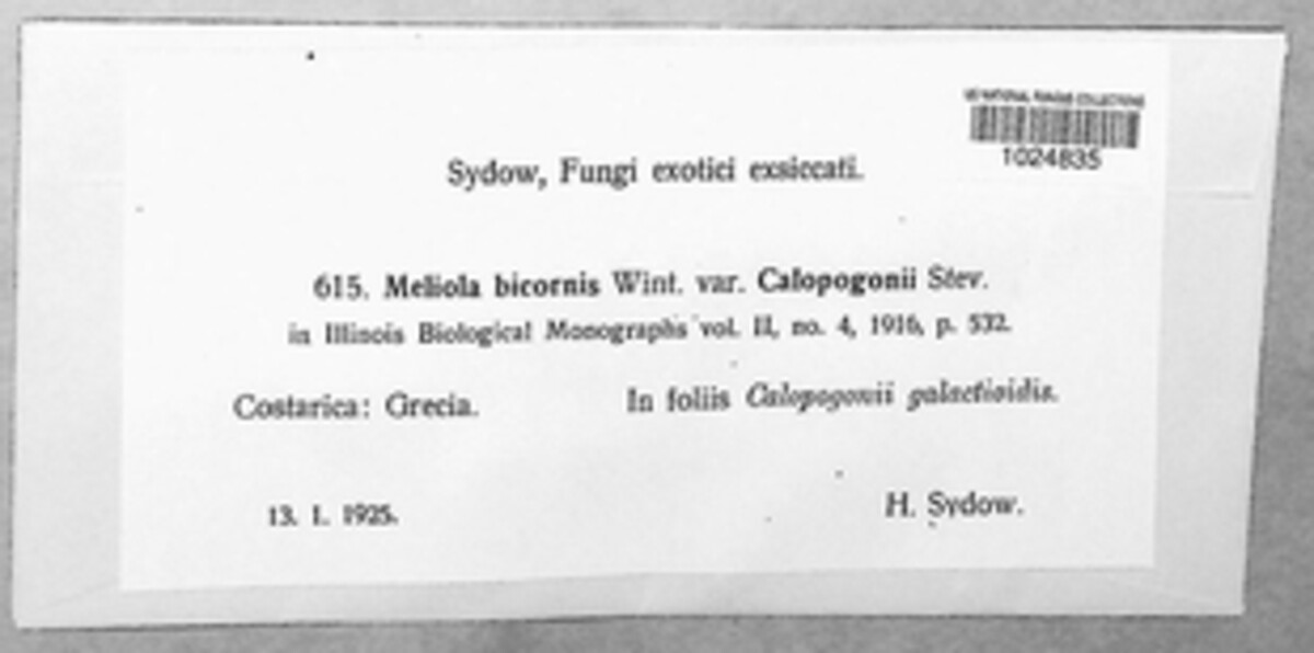 Meliola bicornis image